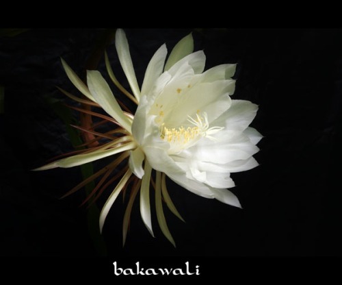 bakawali